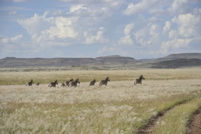11.04 Desert Rhino Camp Track 077 Zebra