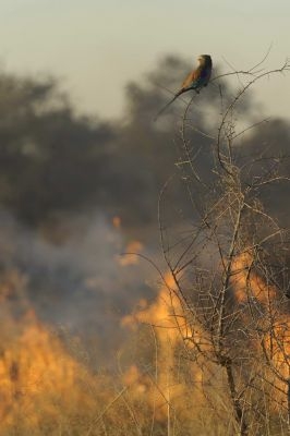 11.06 Nyae Nyae 280 Fire