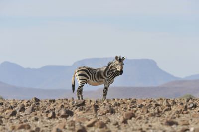 13.06 IRDNC trip 021 Zebra