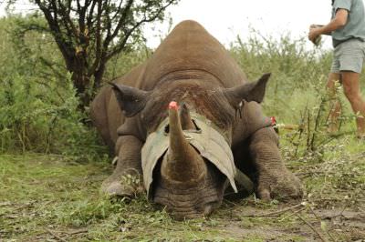 10.02 Rhino capture 022