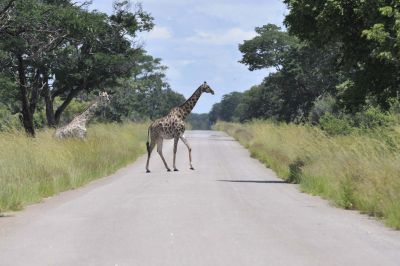 14.03 Chobe 001 Giraffes