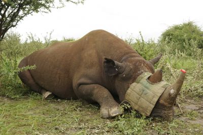 10.02 Rhino capture 025