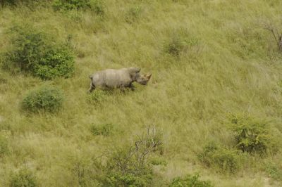 10.02 Rhino capture 044