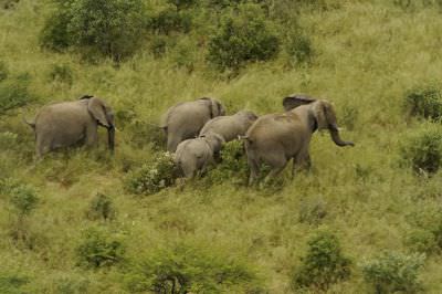 10.02 Rhino capture 054 Elephants
