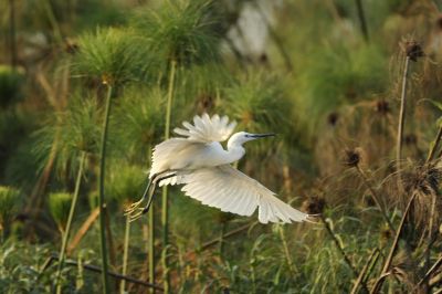 10.09 Impalila 106 Egret