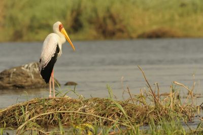 10.09 Impalila 165 Stork